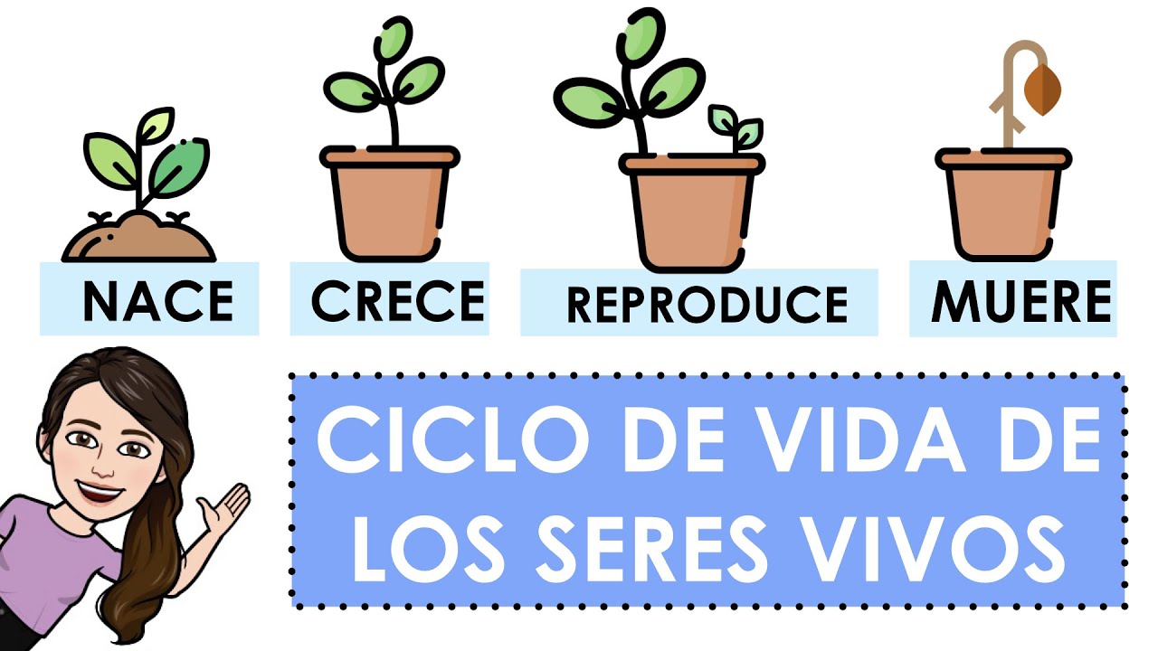 ciclo de vida de los seres vivos