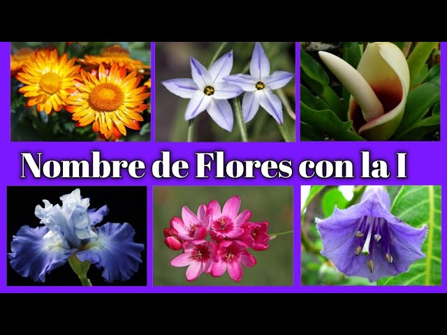 color y flor o fruto con i