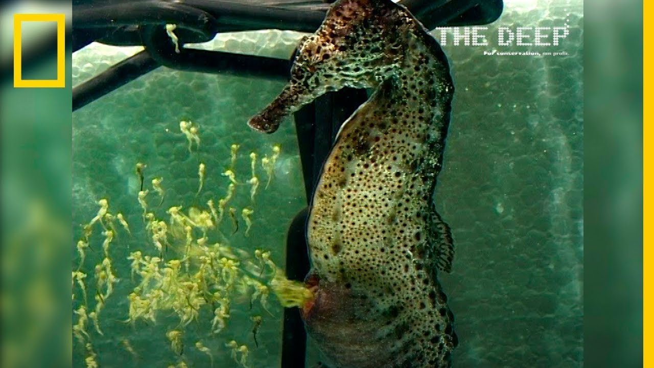 cuánto mide un caballito de mar