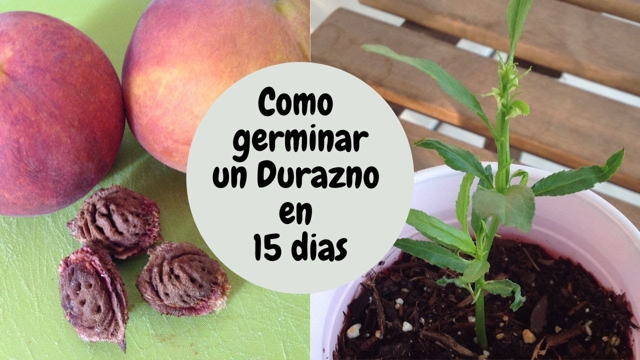 hueso del durazno y de otras frutas