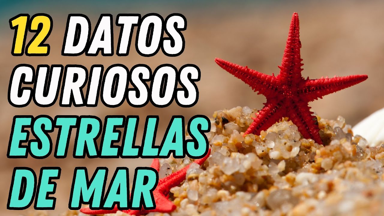 la estrella de mar es un animal