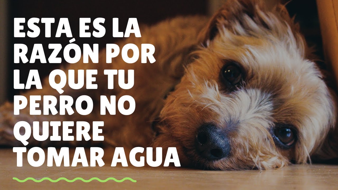 mi perro no quiere tomar agua