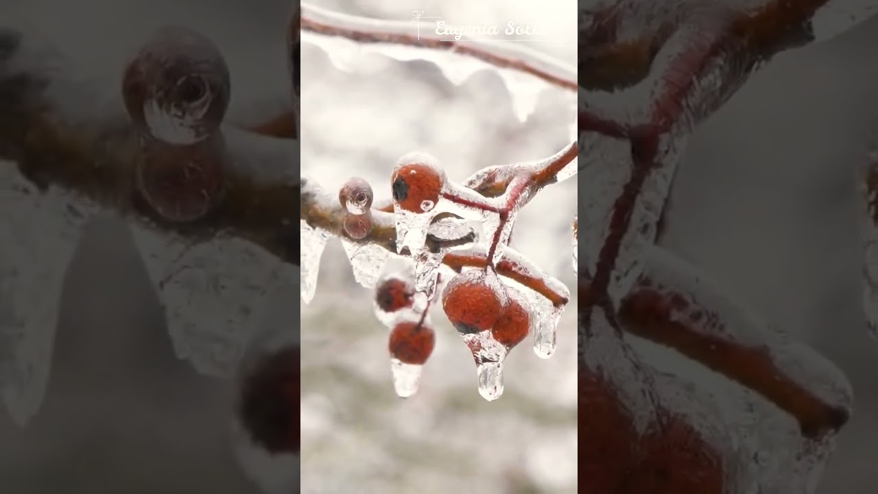 poemas de navidad de 4 estrofas