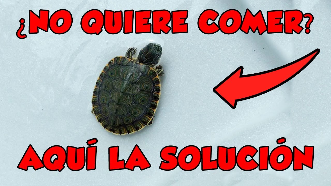 por que mi tortuga no come