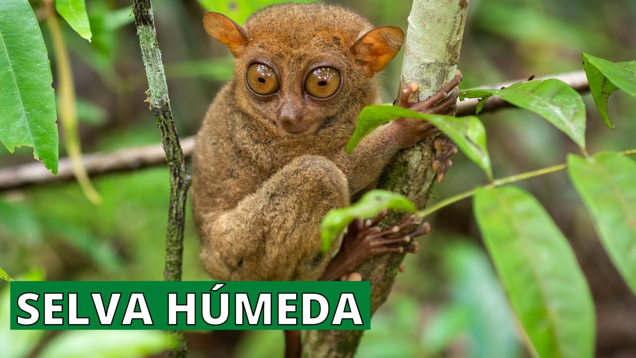 que animales hay en la selva seca