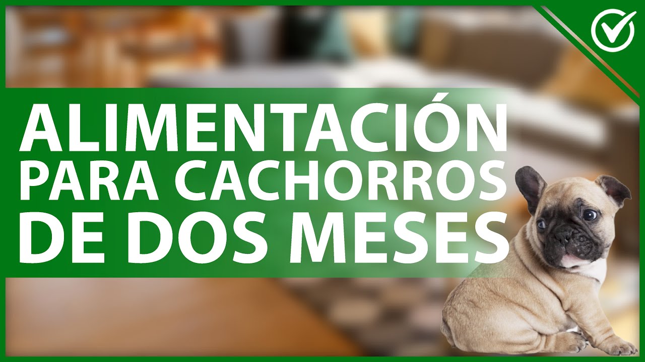 que come un perrito de 2 meses