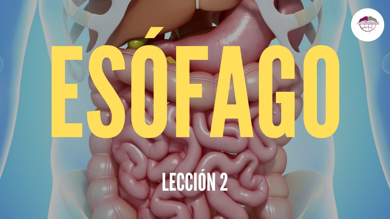 que es el esofago y cual es su funcion