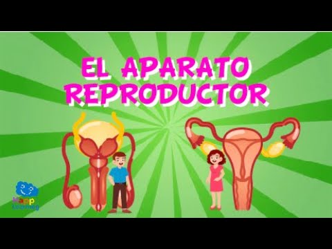 actividades del aparato reproductor femenino y masculino para niños