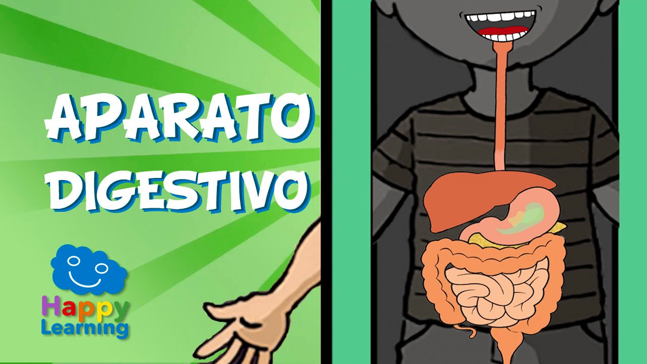 actividades sobre el sistema digestivo para niños