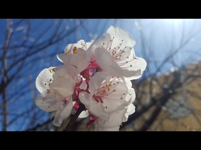 almendros en flor valle del jerte
