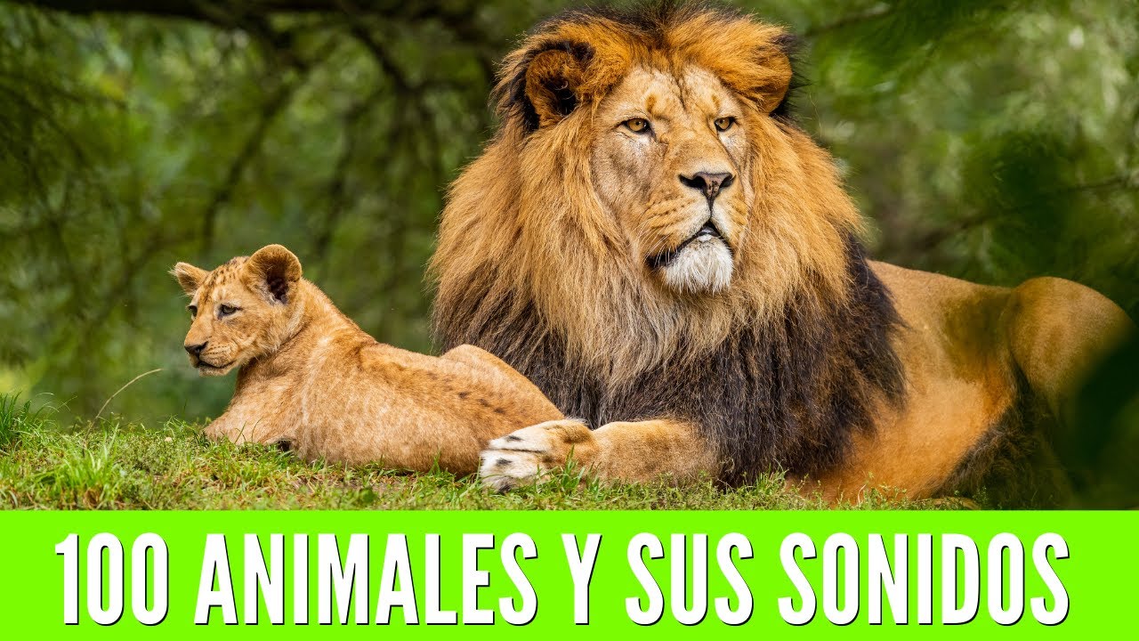 animales de la selva con nombres