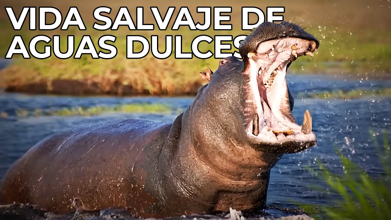 animales que viven en agua dulce