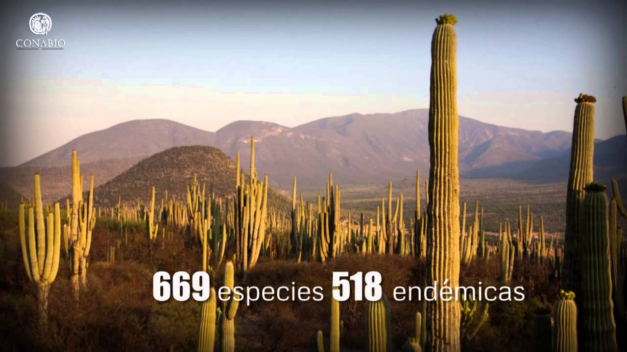 animales que viven en los matorrales