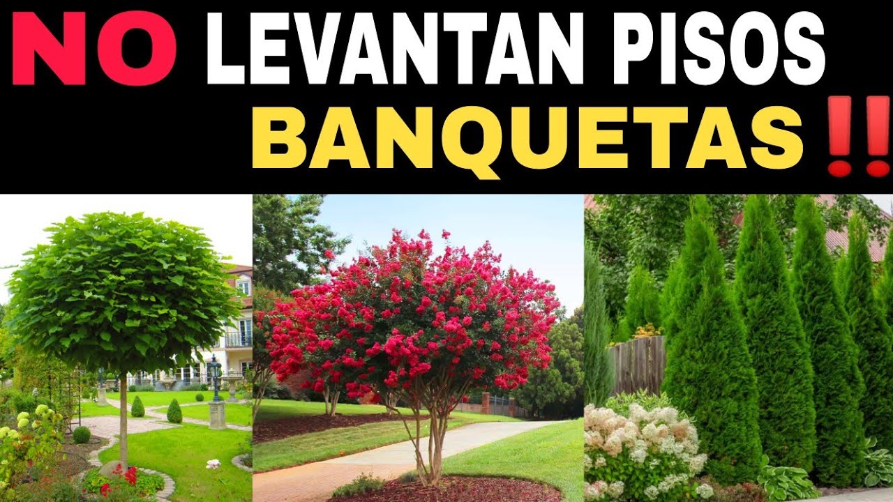 arbol que no tenga mucha raiz