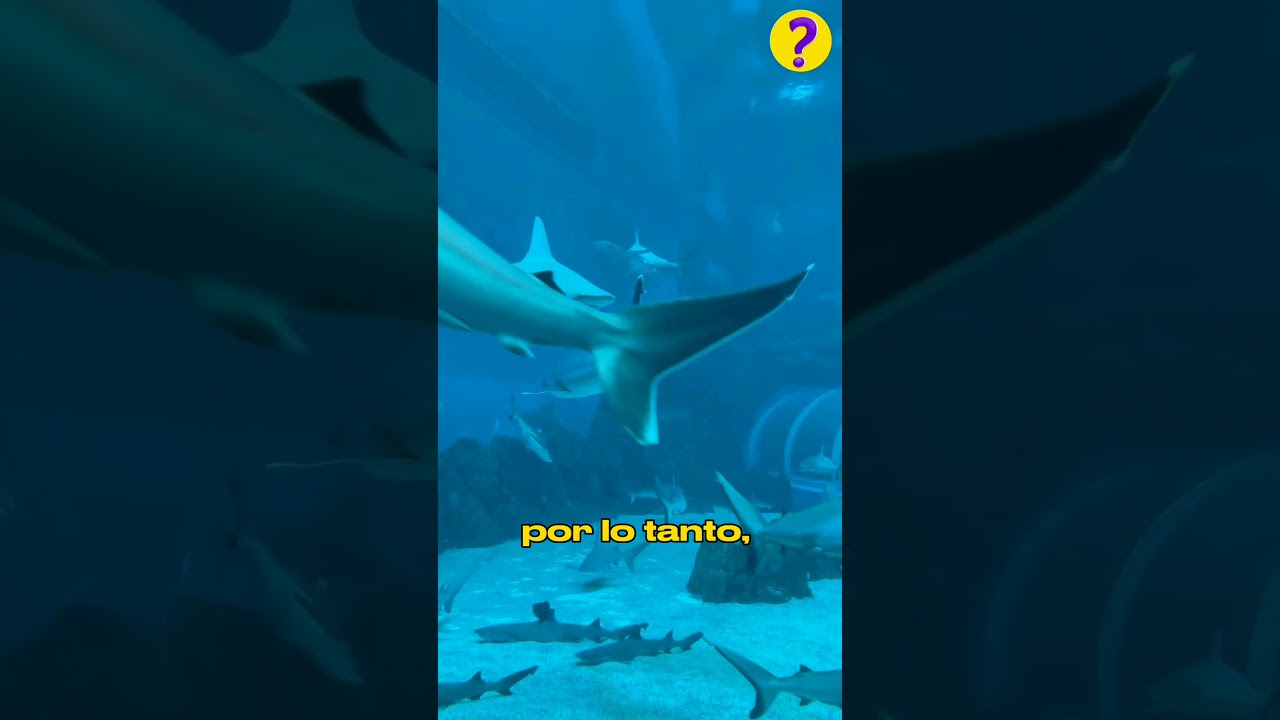 cual es el animal que no duerme