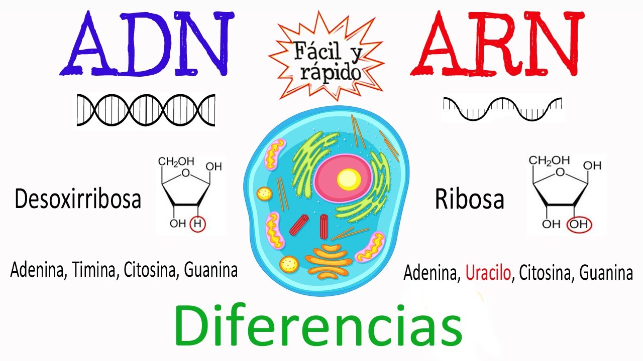 cual es la diferencia entre adn y arn