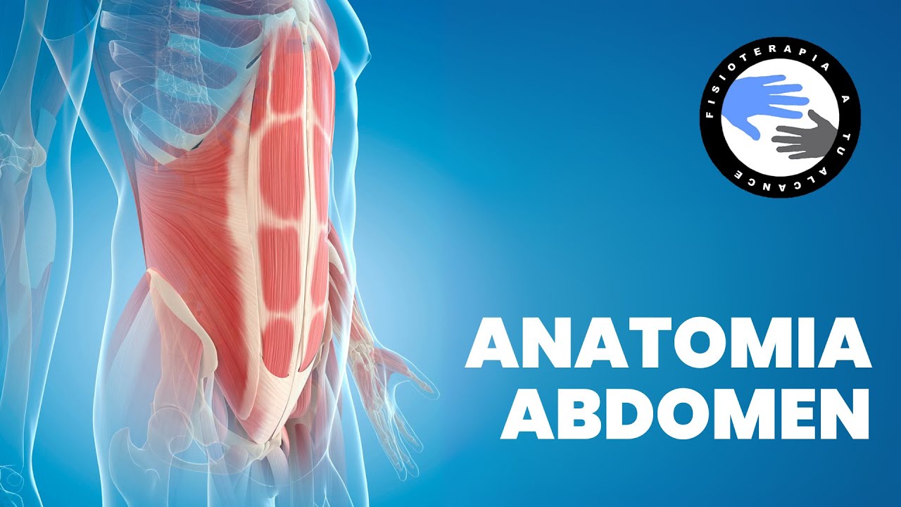 cuáles son los musculos del abdomen y sus funciones