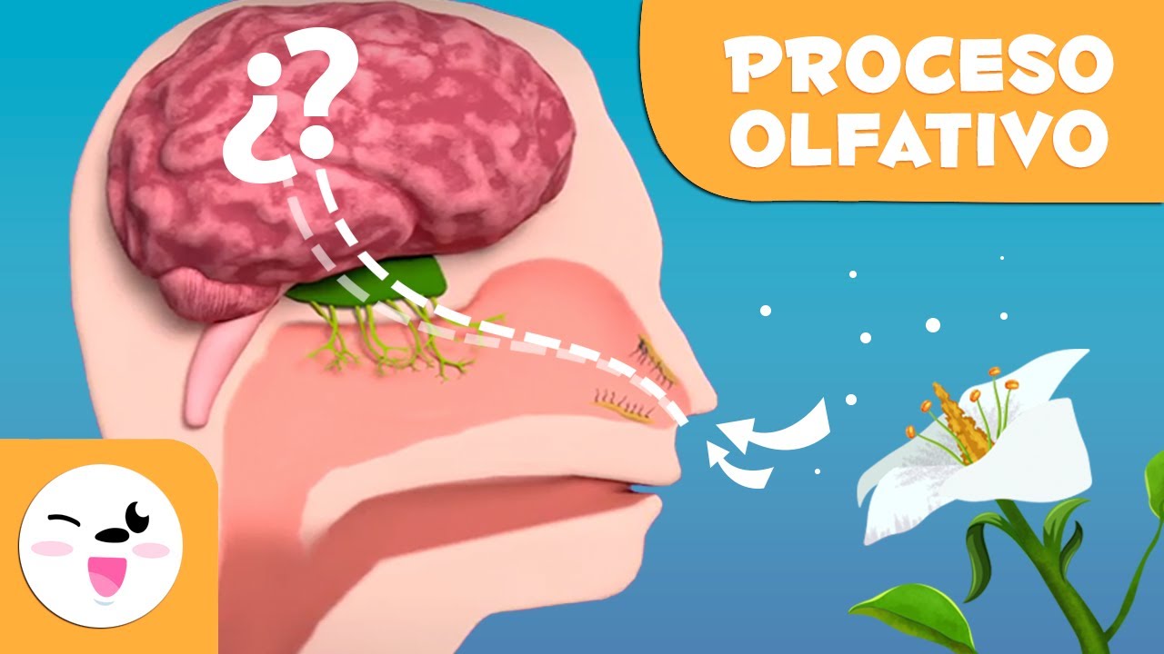 cuidados del olfato para niños de primaria