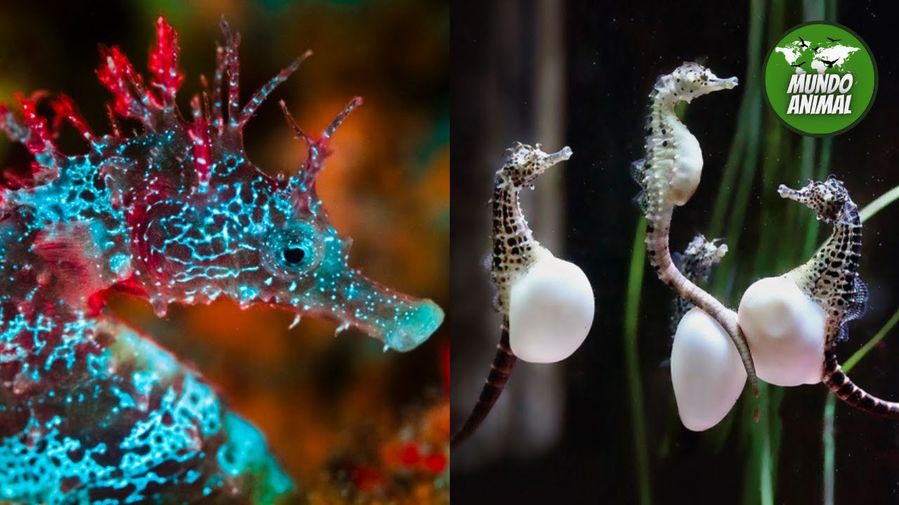 dato curioso del caballito de mar