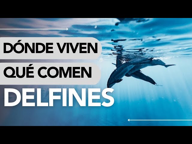 de que se alimenta el delfin