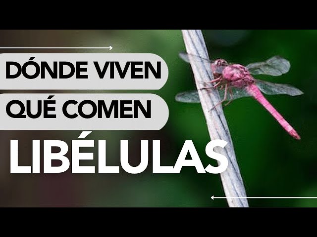 de qué se alimenta la libélula