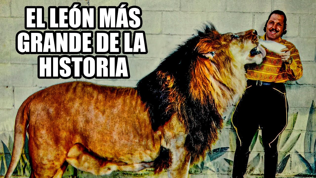de que tamaño es el leon
