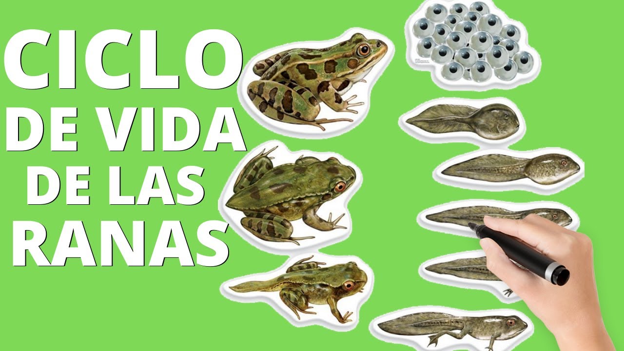 el ciclo de vida de la rana