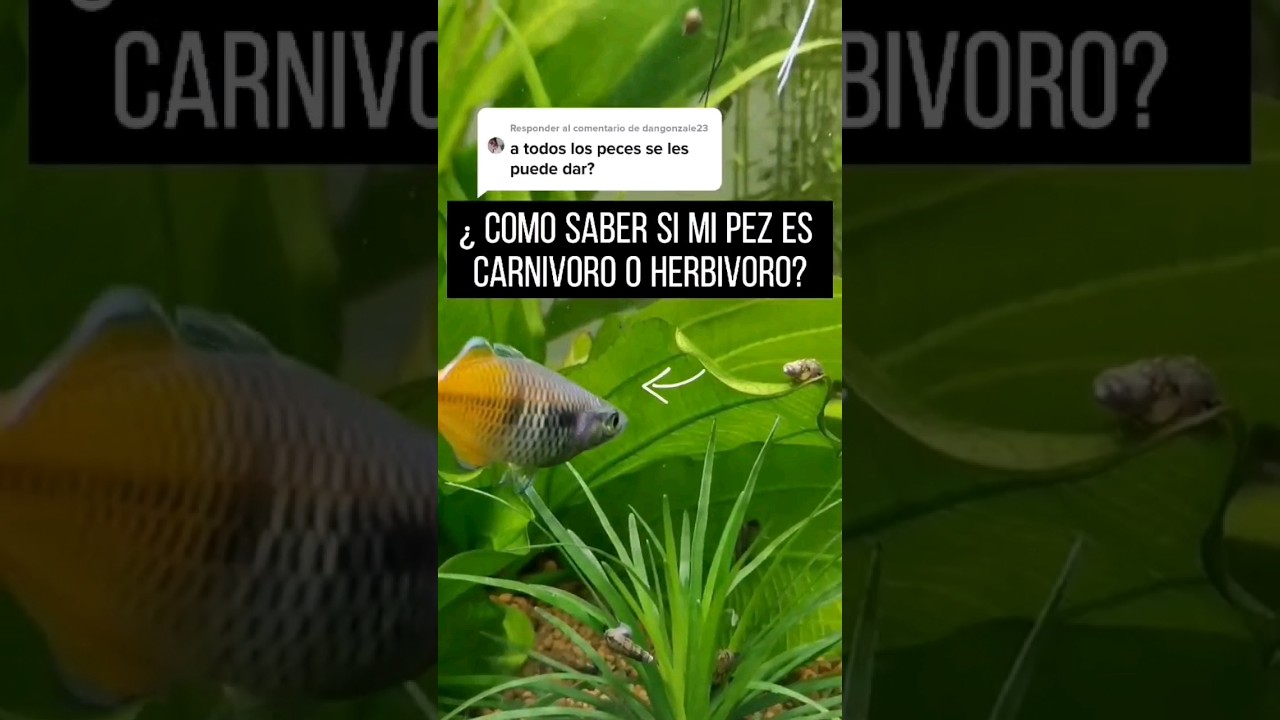 el pez es carnivoro herbivoro o omnivoro