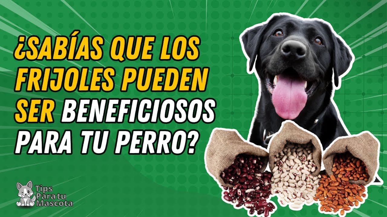 le puedo dar frijoles a mi perro