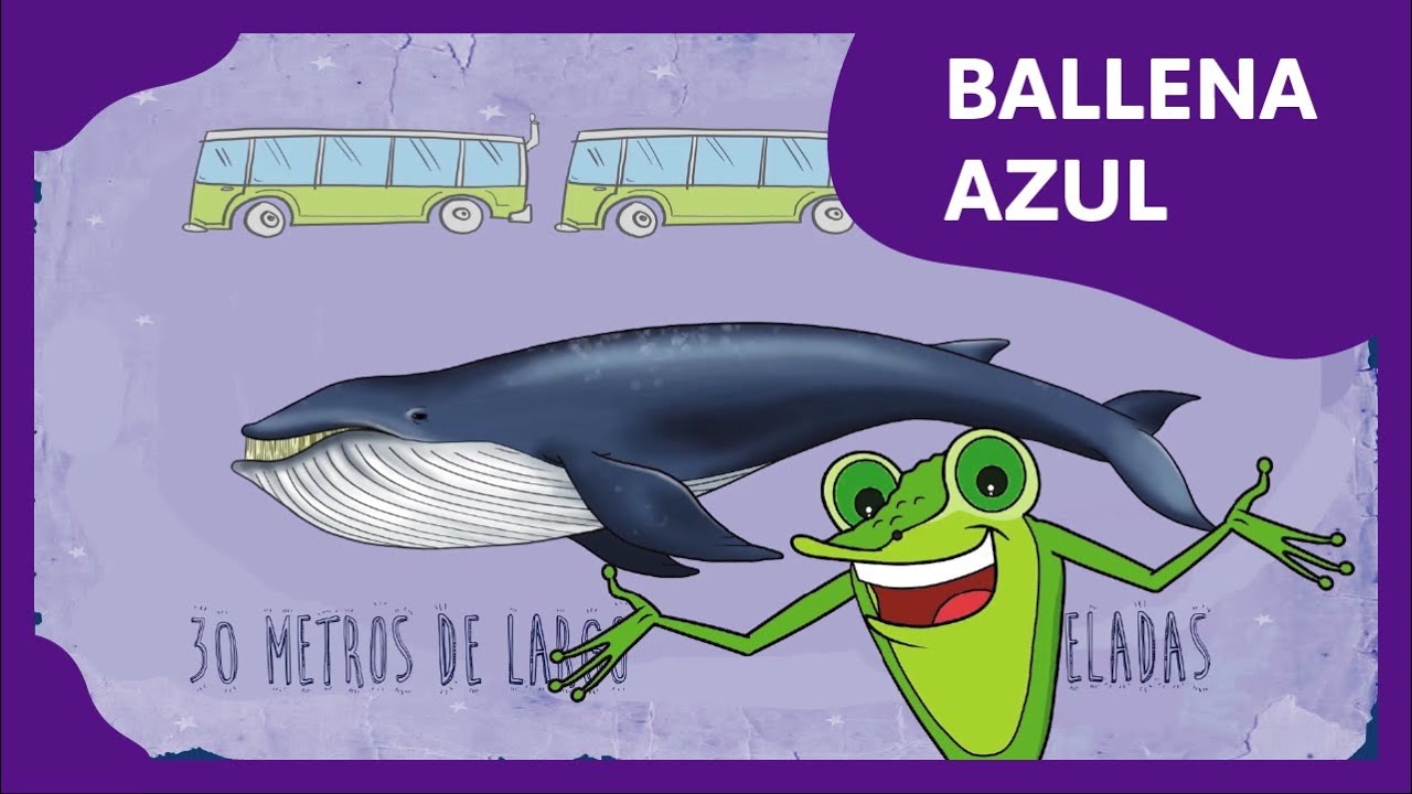 partes de una ballena para niños