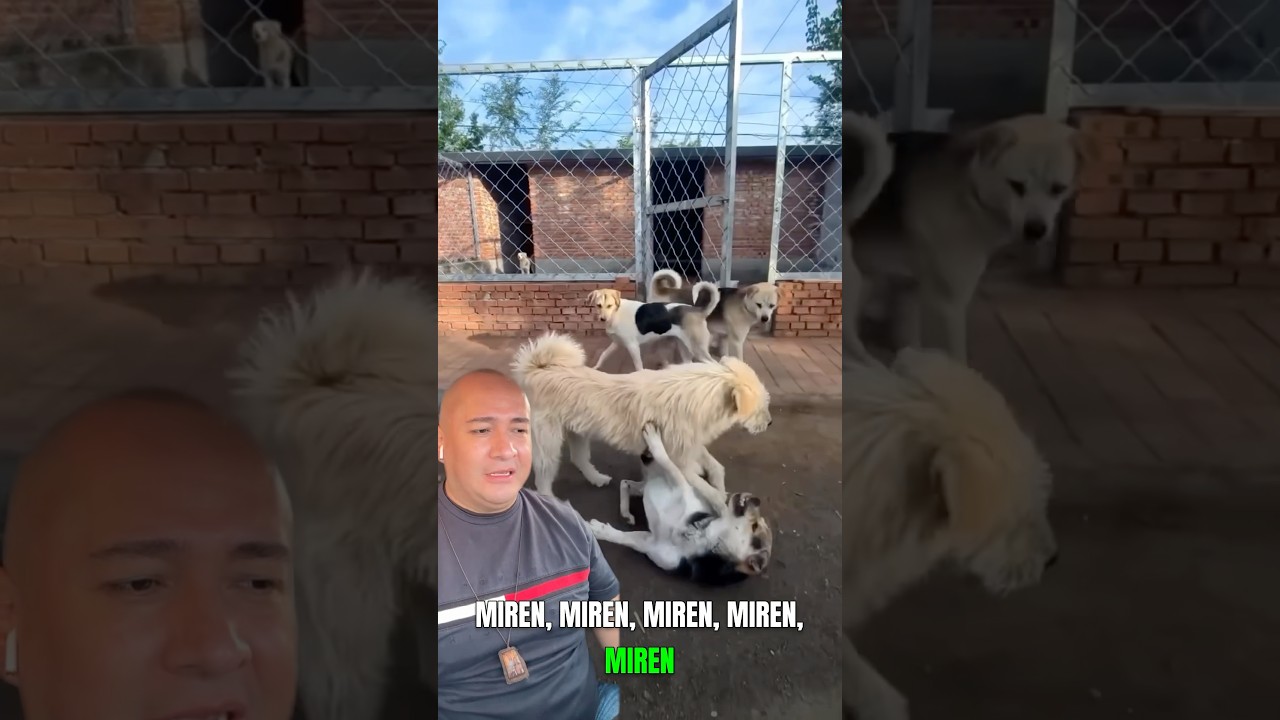 perro es a ladrar como buho es a