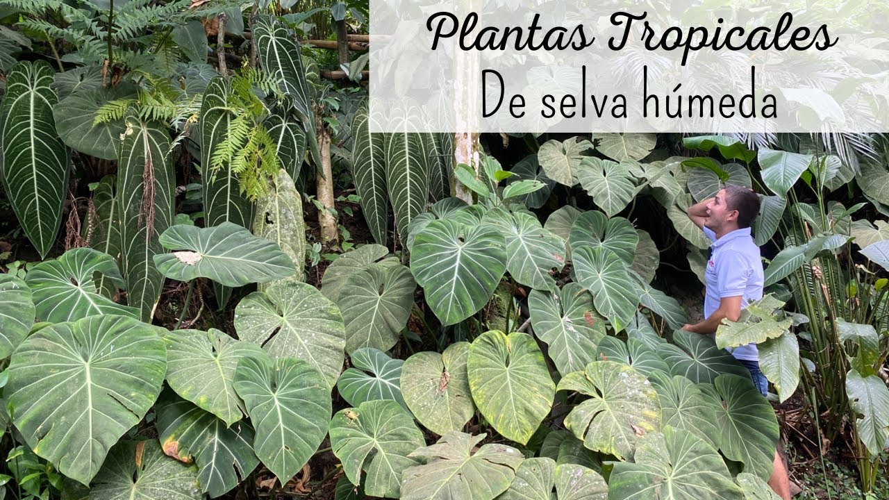 plantas que viven en el bosque