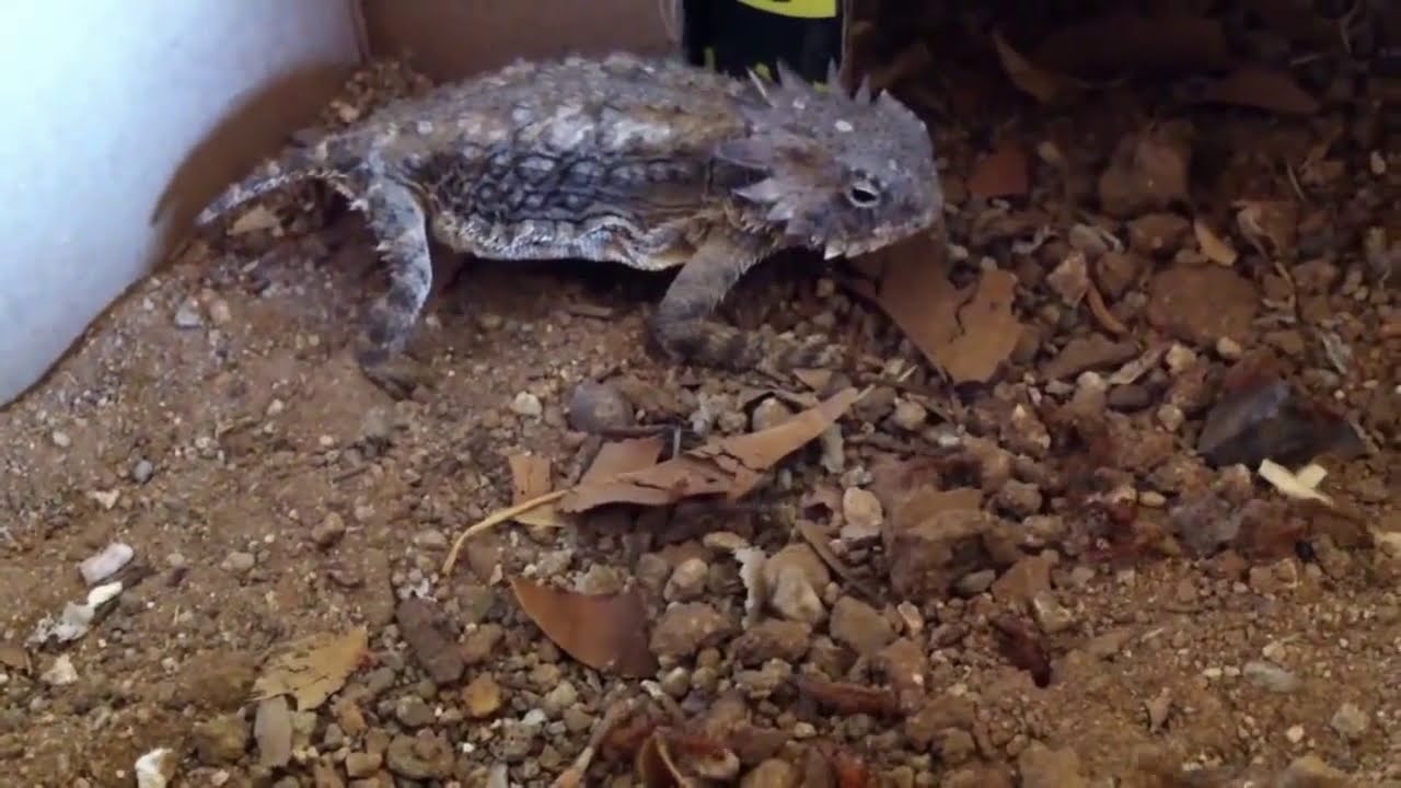 que comen los camaleones de tierra