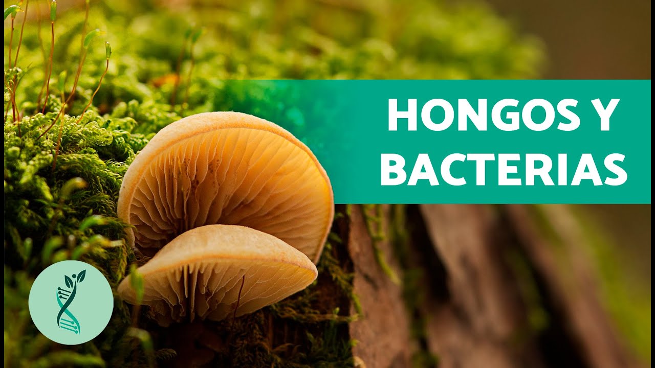 que son los descomponedores en la cadena alimenticia