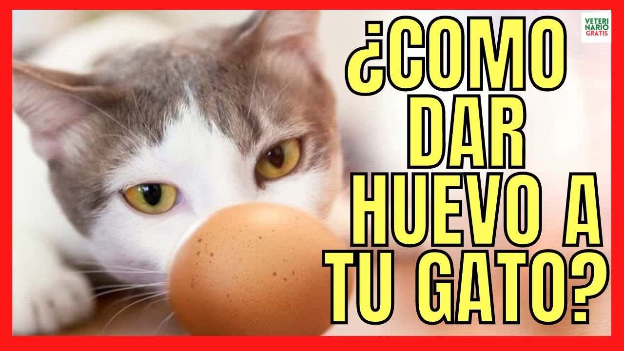 se le puede dar huevo a los gatos