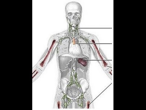 sopa de letras del sistema inmunologico
