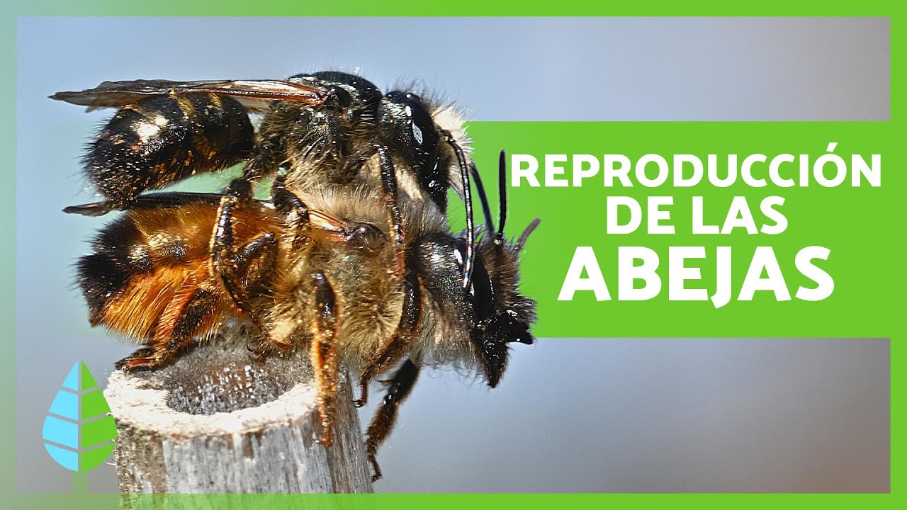 tipo de reproduccion de las abejas