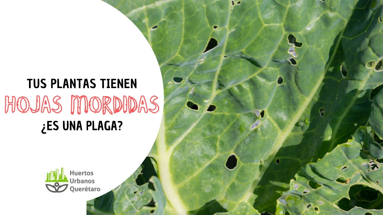 agujeros en las hojas de las plantas