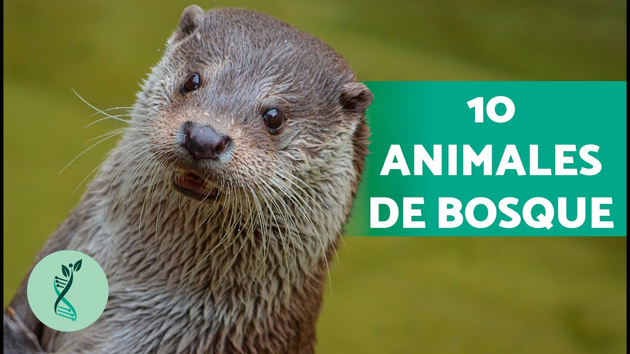 animales q viven en el bosque