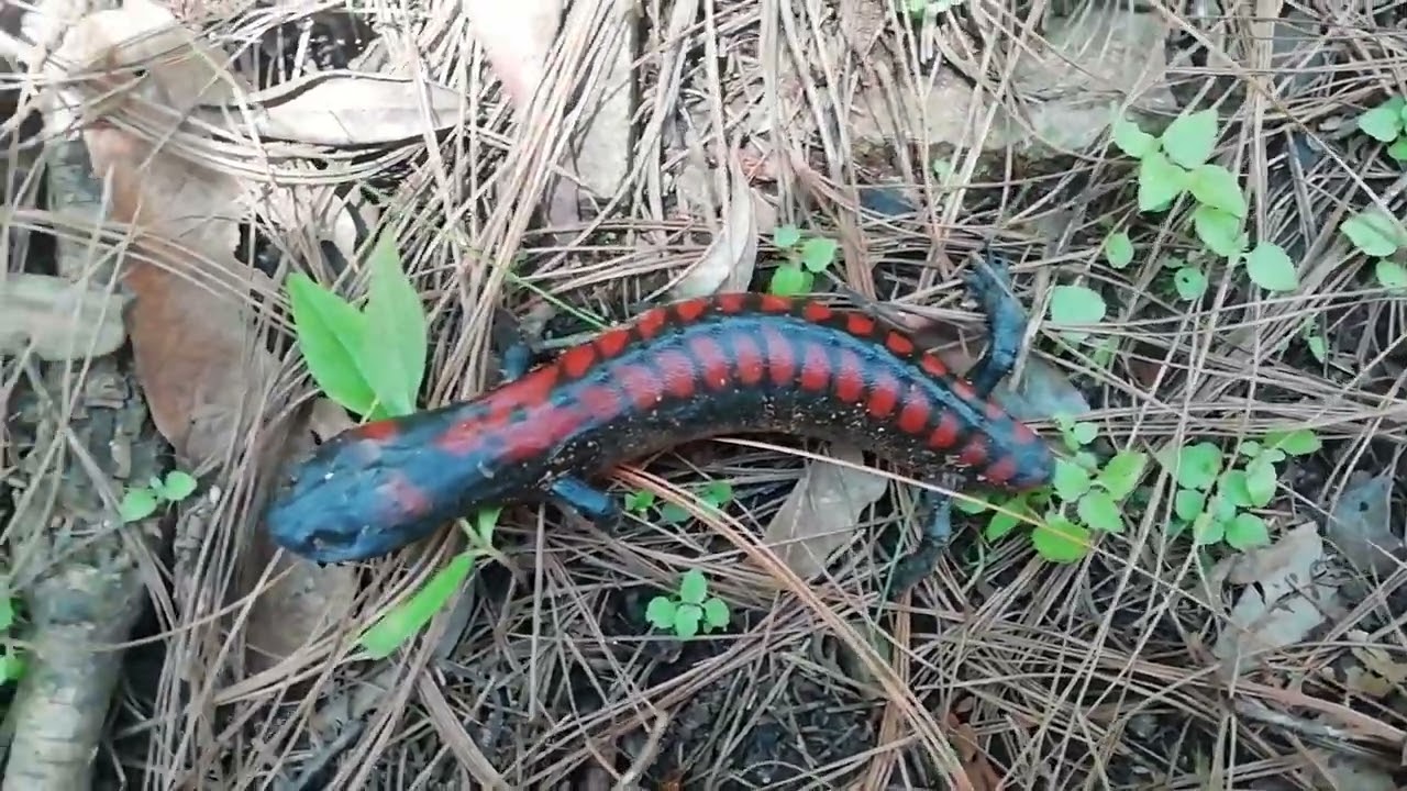 animales que viven en el bosque de pino y encino