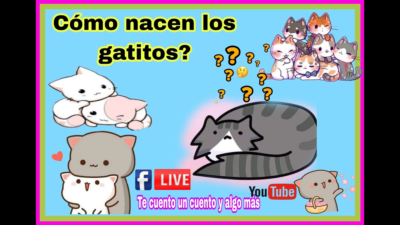 como nacen los gatos explicacion para niños