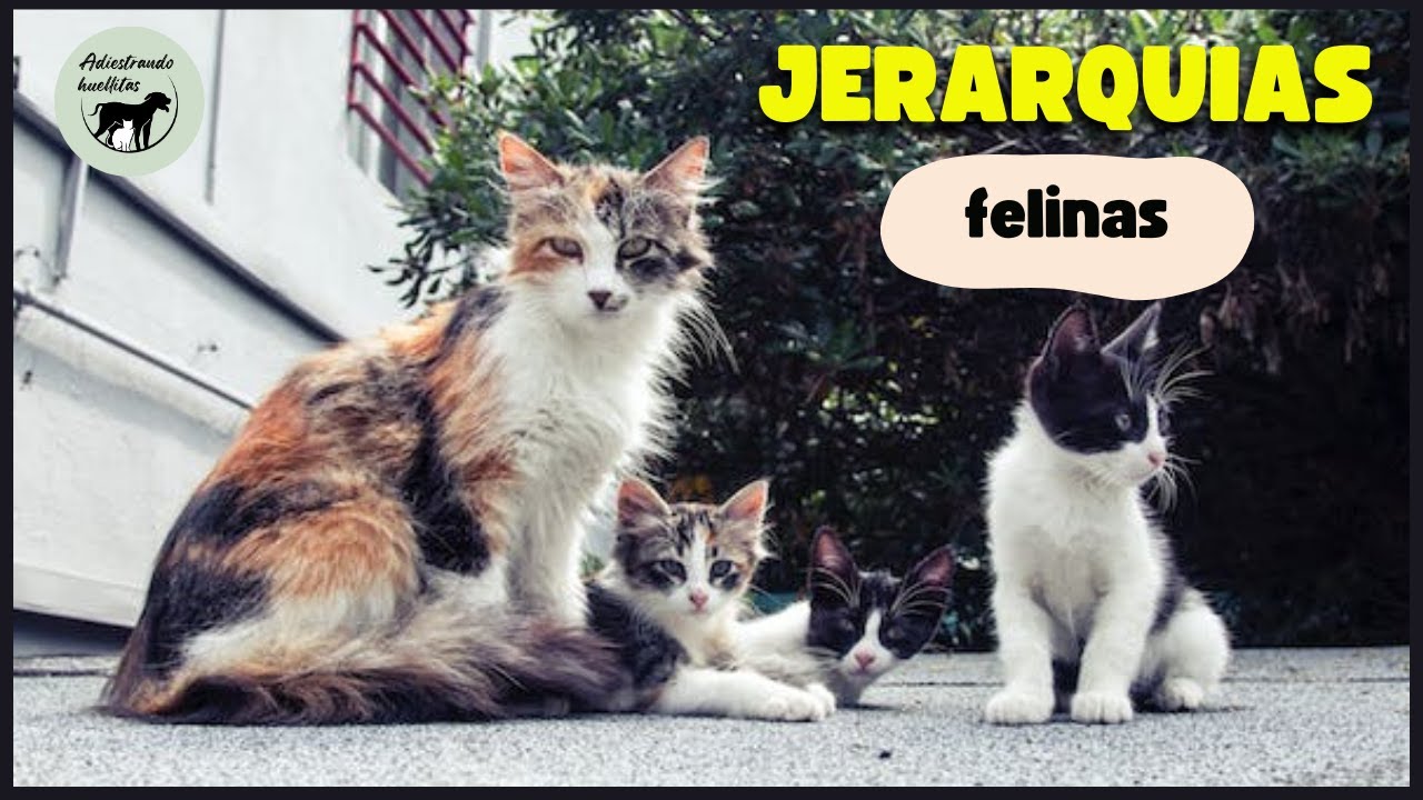 cómo se le llama a un grupo de gatos