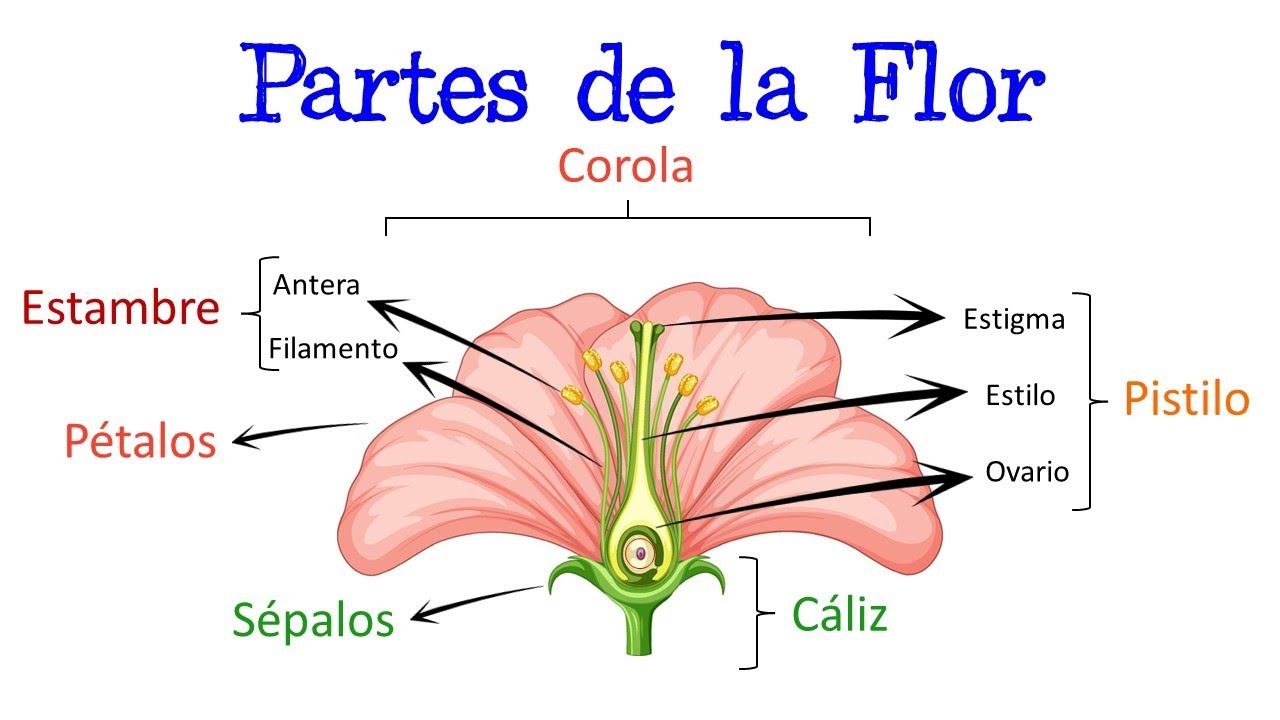 cual es la función de las flores