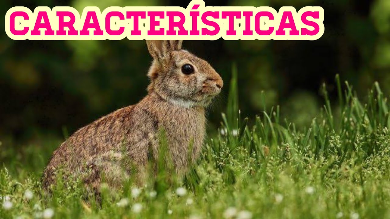 cuales son las caracteristicas de los conejos