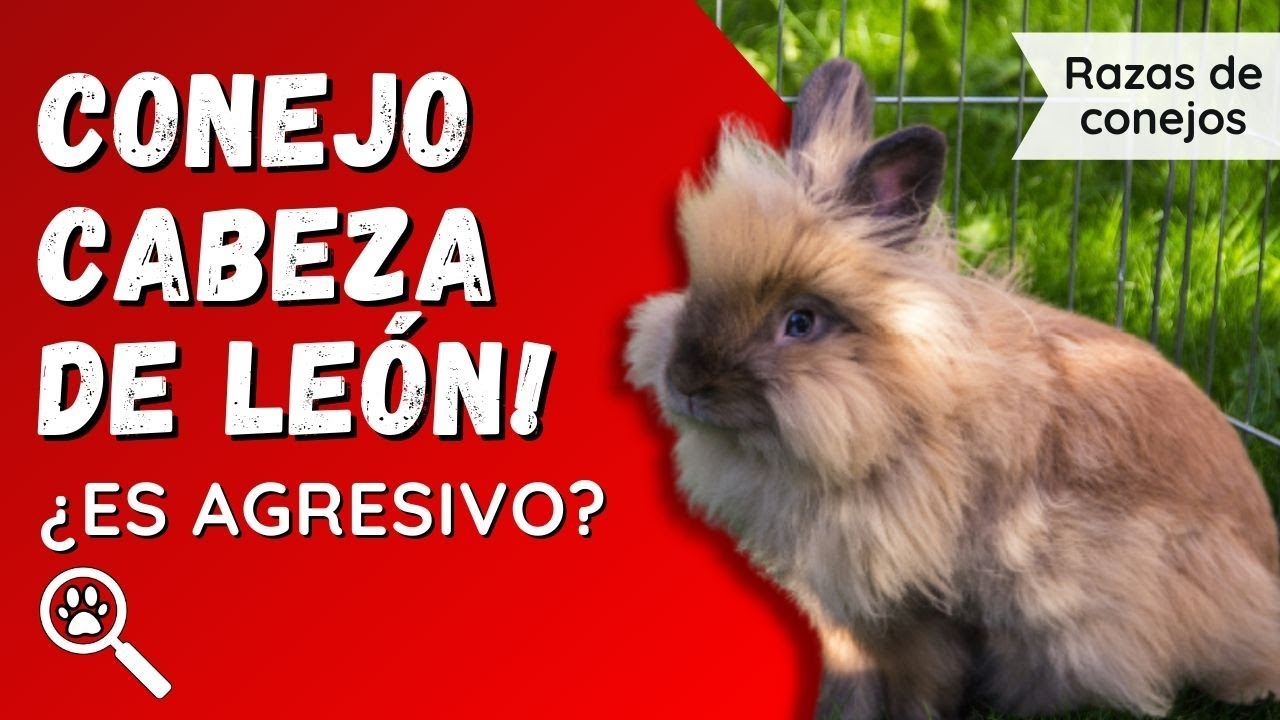 cuanto crecen los conejos cabeza de leon