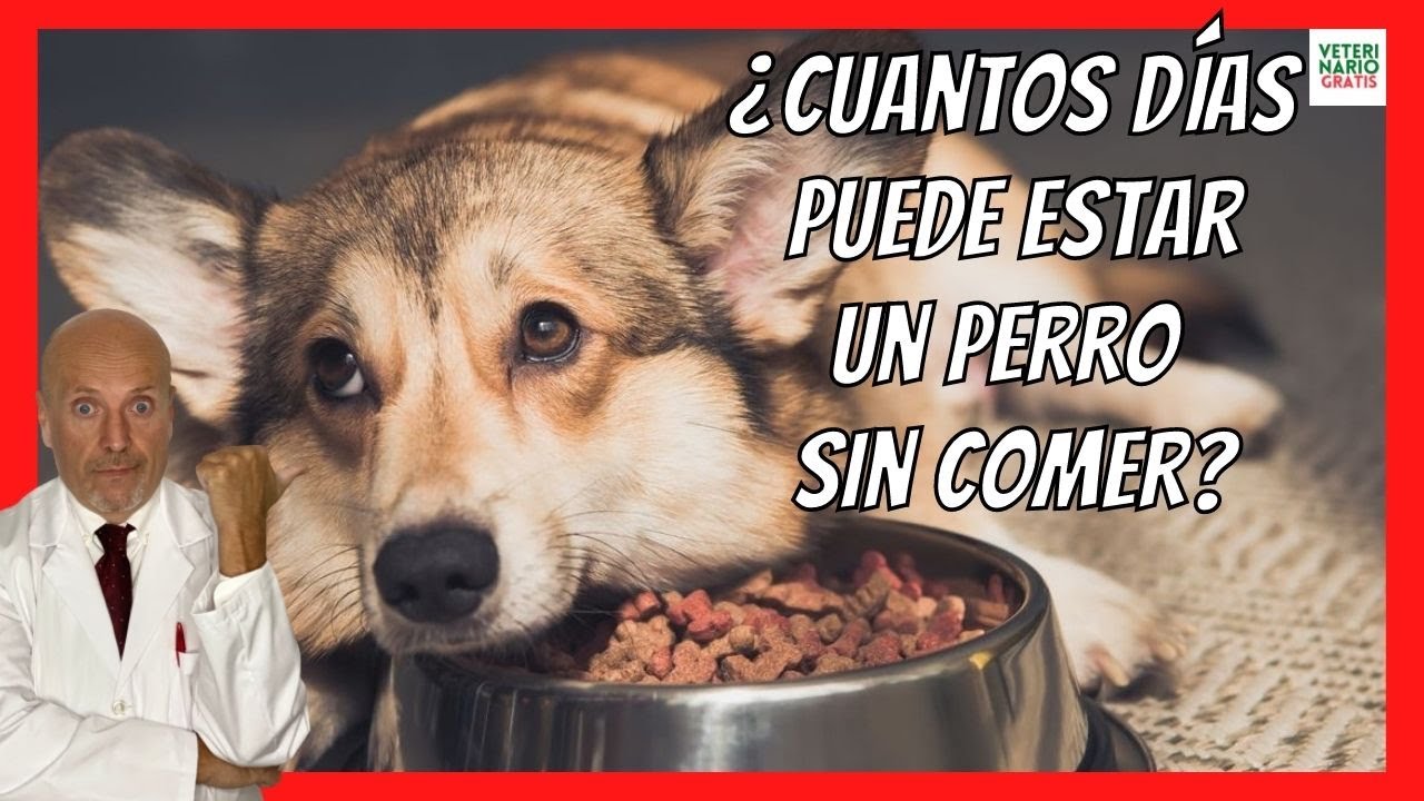 cuanto tiempo dura un perro sin comer