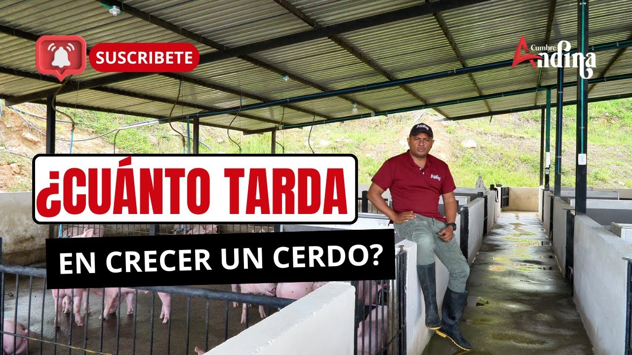 cuanto vive un cerdo en libertad