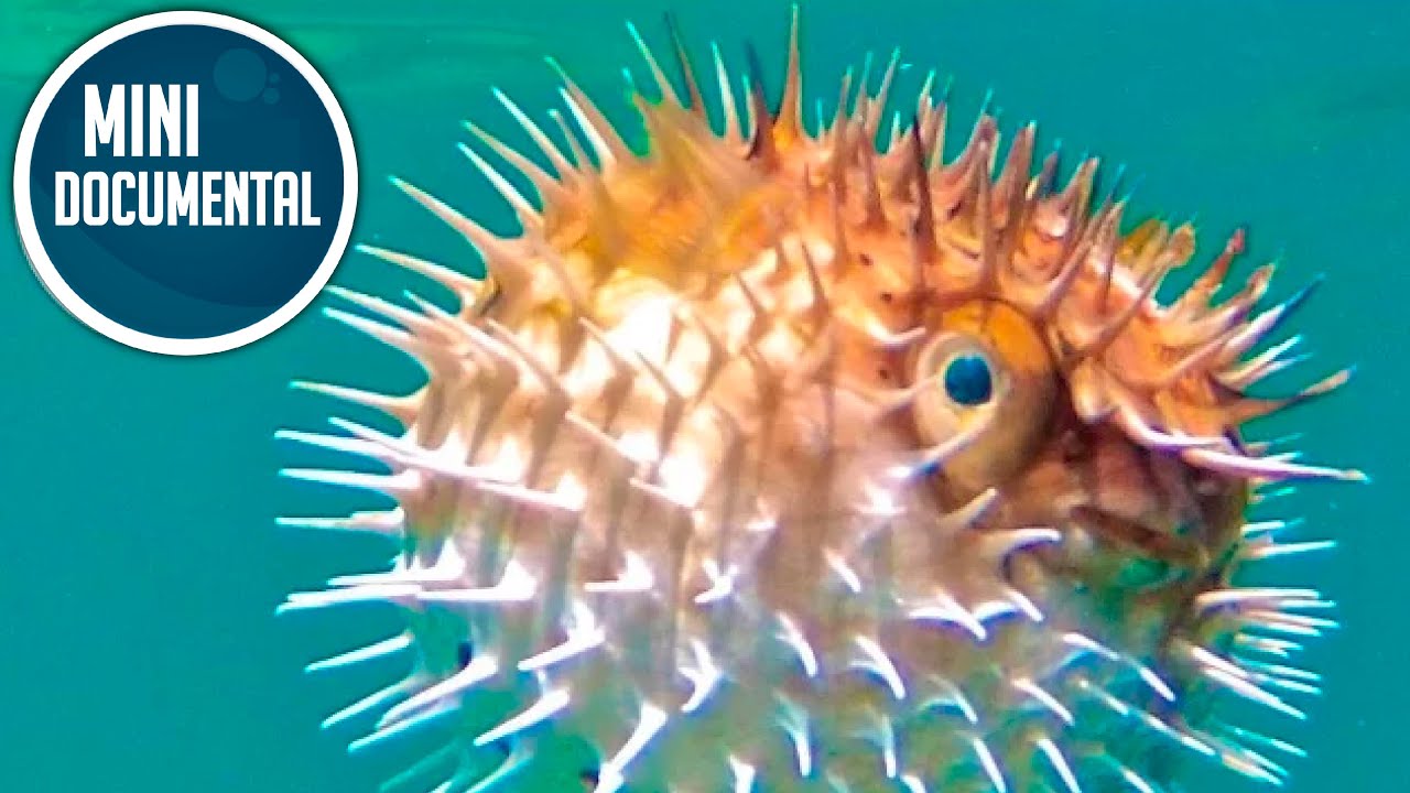 de que color es el pez globo