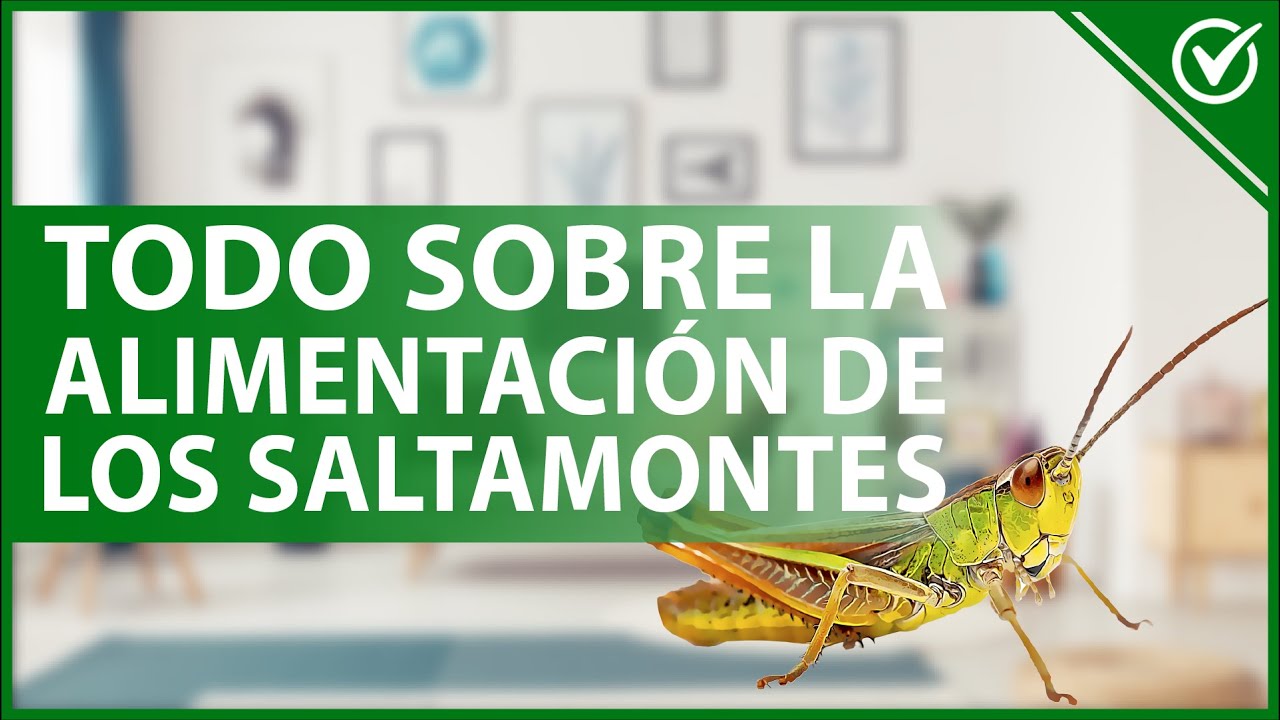 de qué se alimentan los saltamontes