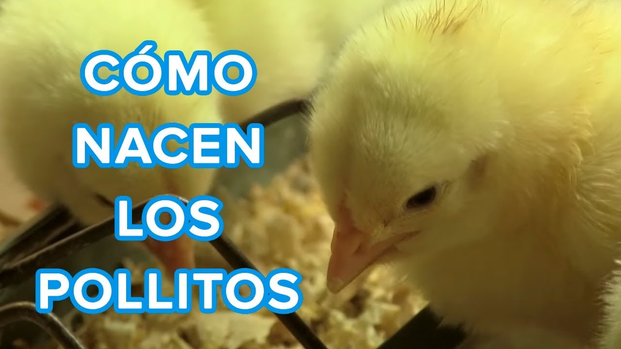 descripcion de un pollito para niños